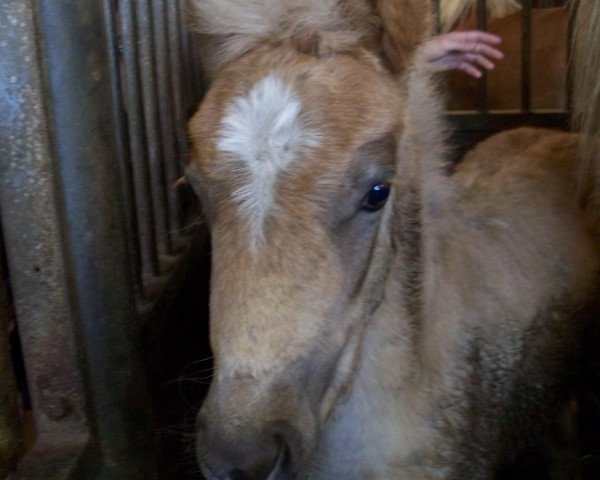 Pferd Adventus (Haflinger, 2007, von Aktuellus)