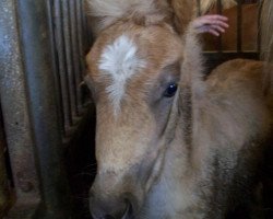 horse Adventus (Haflinger, 2007, from Aktuellus)