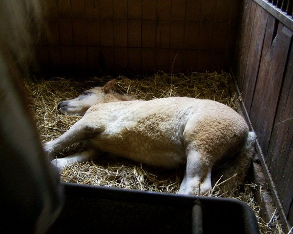 Pferd Haline (Haflinger, 2006, von Abendsturm)