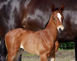 Zuchtstute Tilda (Trakehner, 2016, von Empire State)