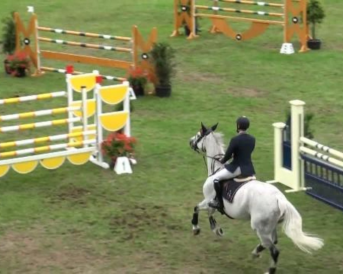 jumper Rapide Umorkus (KWPN (Royal Dutch Sporthorse), 2001, from Royal Bravour)