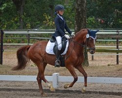 dressage horse Dornröschen Fs (German Riding Pony, 2015, from Drei D AT)