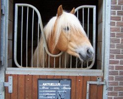 stallion Aktuellus (Haflinger, 2002, from Aufwind)