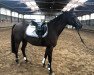 dressage horse Nando 529 (German Riding Pony, 2012, from Nobel Nagano NRW)