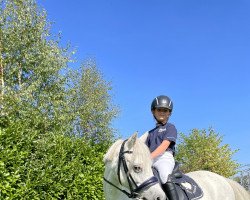 Dressurpferd Lyla (Welsh Mountain Pony (Sek.A), 2012)