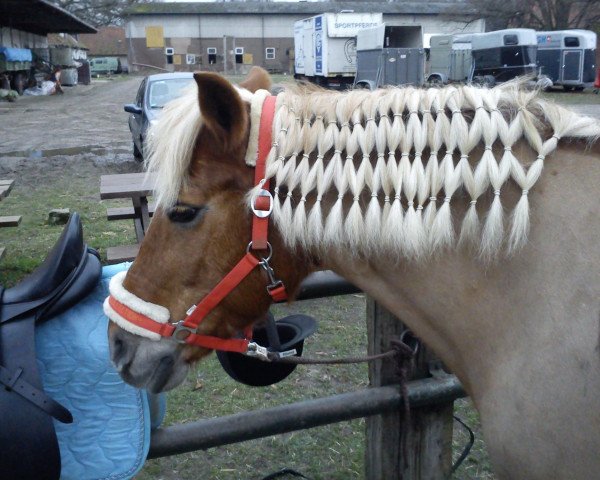 Pferd Jenny (Haflinger, 1994)