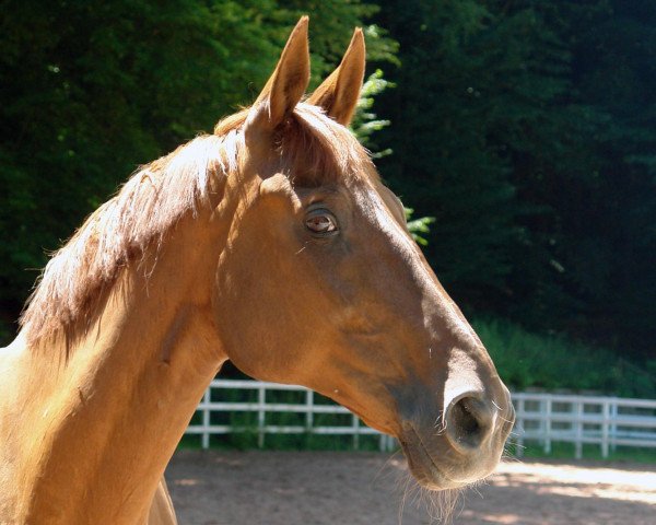 Pferd Golden Dream (Zweibrücker, 1998, von Grandus)