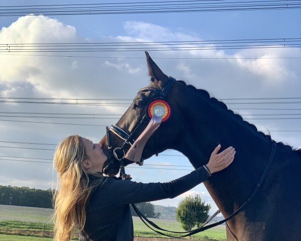 dressage horse Newbury Turfhorst (KWPN (Royal Dutch Sporthorse), 2018, from Ferguson)