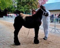 Pferd Stella van 't Eindhof van Vlaams-Brabant (Belgischer Ardenner, 2022, von Jim van 't Roetaart)