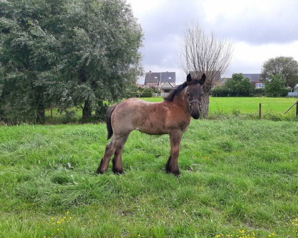 horse Mila van 't Heffenveld (Brabant/Belgian draft horse, 2021, from Jim van 't Roetaart)