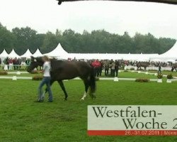 broodmare Freudenlied (Westphalian, 2008, from Fifty Cent)