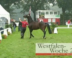 broodmare Evista (Westphalian, 2008, from Ehrenstolz)