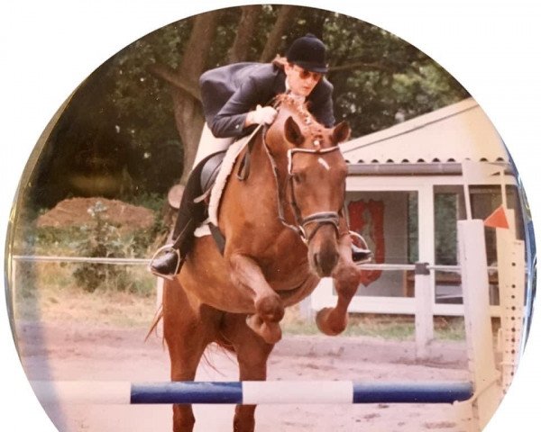 Zuchtstute Wagnis (Westfale, 1988, von Winner)