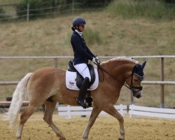 dressage horse Staccato 23 (Haflinger, 2016, from Sternstunde)