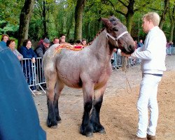 Pferd Tania van de Fonteine (Brabanter/Belgisches Kaltblut, 2022, von Jim van 't Roetaart)