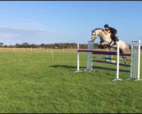 jumper Chackpoint Charly (Holsteiner, 2012, from Clarimo Ask)