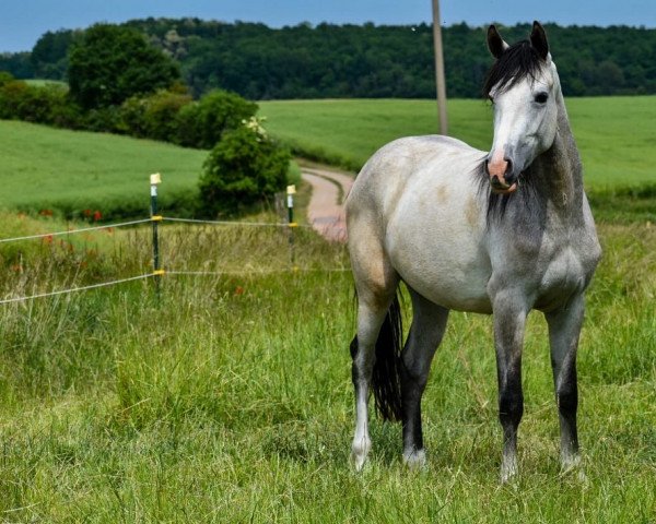 Zuchtstute Swarovski Crystal (Deutsches Reitpony, 2020, von Neverland WE)