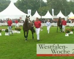 broodmare Escada L (Westphalian, 2008, from Ehrenpreis)