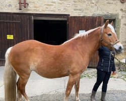 Pferd Halisa (Haflinger, 2011, von Avignon)