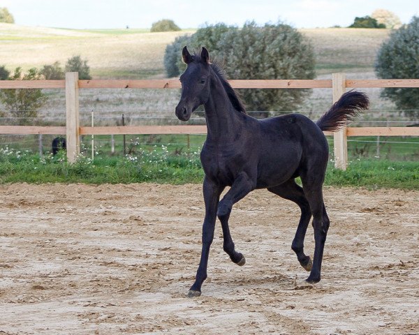 broodmare Delilah (Oldenburg,  , from D'Egalite)