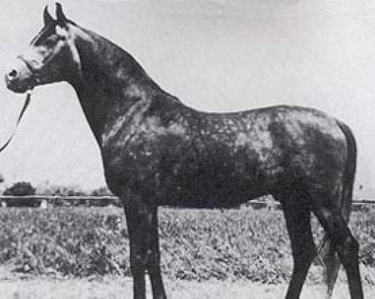 stallion Gedymin ox (Arabian purebred, 1968, from Gwarny ox)