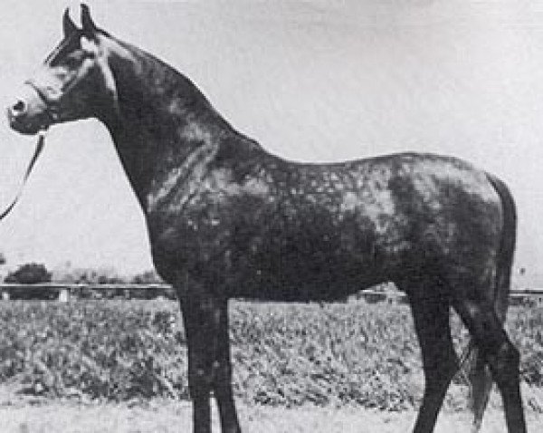 stallion Gedymin ox (Arabian thoroughbred, 1968, from Gwarny ox)