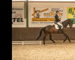 dressage horse Dany Sahne M (Oldenburg, 2016, from Danone 4)