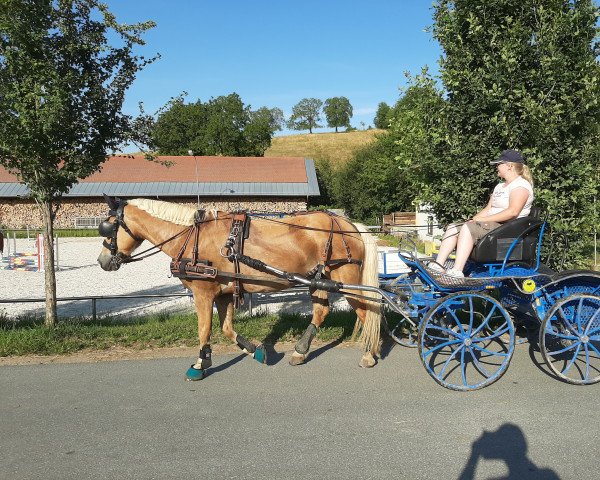 Dressurpferd Stromer (Haflinger, 2011, von Steinwind)