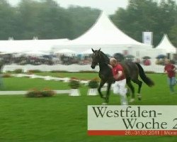 broodmare Cascada (Westphalian, 2008, from Chambertin)