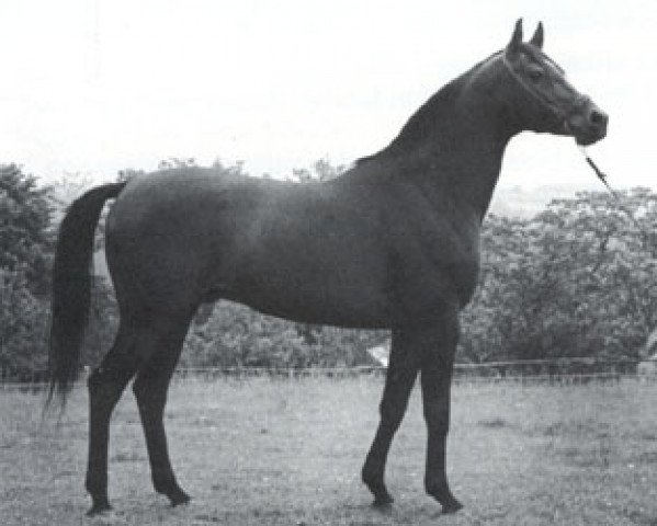 stallion Embargo ox (Arabian thoroughbred, 1975, from Gedymin ox)