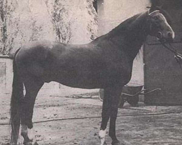 stallion Woroblin ox (Arabian thoroughbred, 1977, from Gedymin ox)