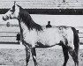 stallion Dylemat ox (Arabian thoroughbred, 1974, from Gedymin ox)