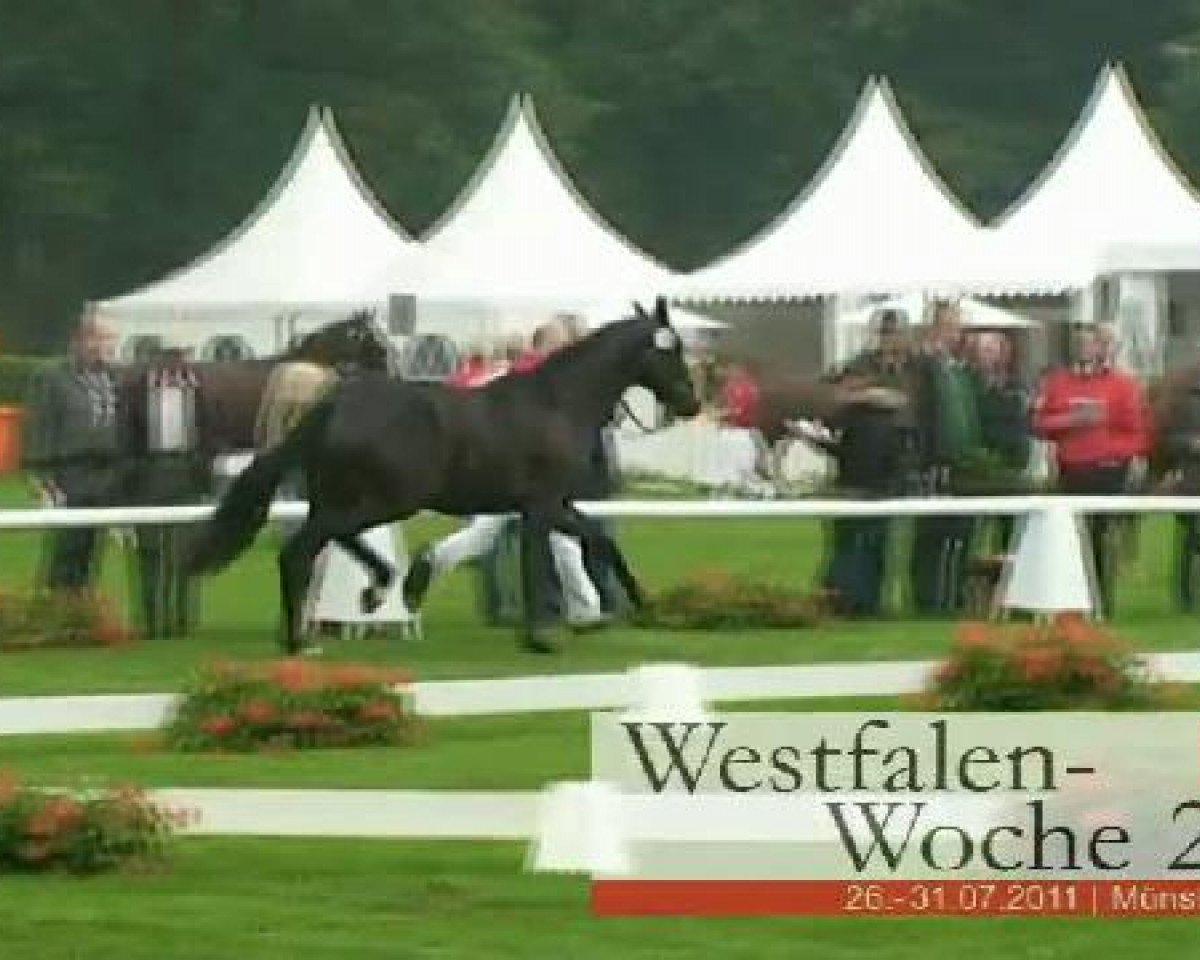 Zuchtstute Delilah (Westfale, 2008, von Duino)