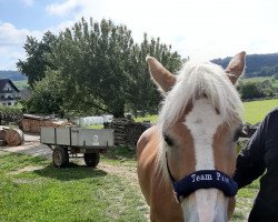 Pferd Sissi (Haflinger, 2011, von Steinwind)