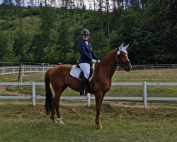 dressage horse Desperado 286 (Hanoverian, 2013, from Harmony's Desiderio)