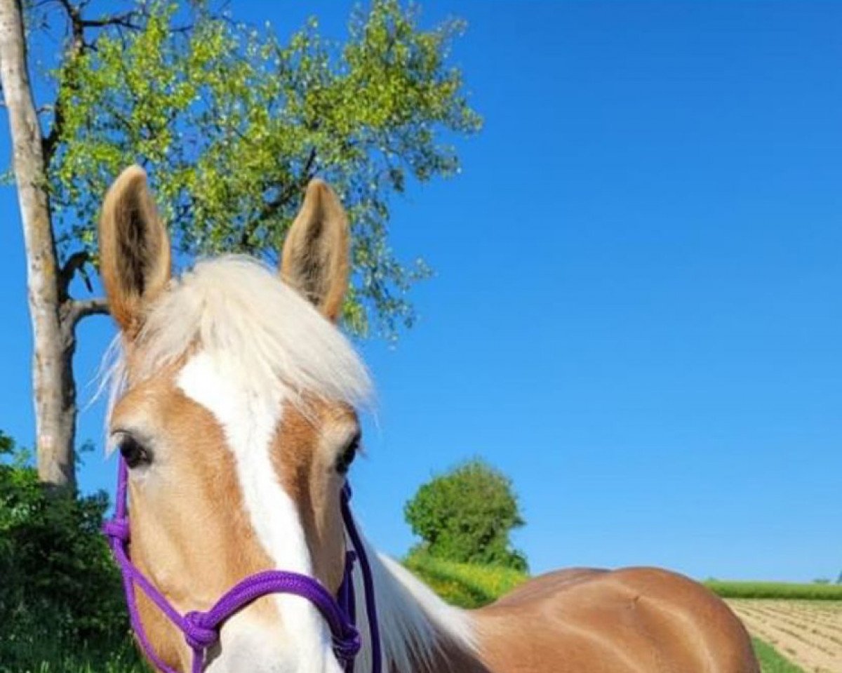 Pferd Farha (Haflinger, 2015, von Stallone)