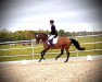 dressage horse Zucchero EM (German Sport Horse, 2018, from Zackman M)