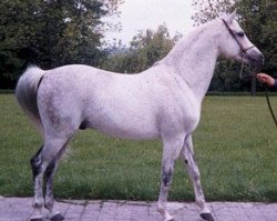 stallion Balon ox (Arabian thoroughbred, 1979, from Gwarny ox)