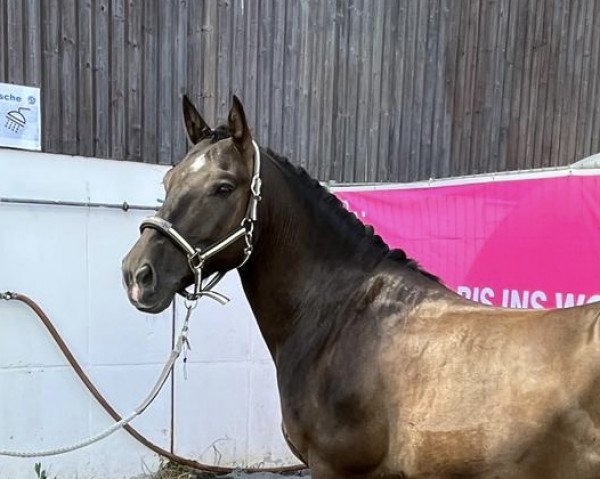 dressage horse Spirit 229 (unknown, 2008)