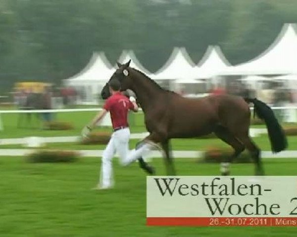 broodmare Captain's Brownie (Westphalian, 2008, from Captain Fire)