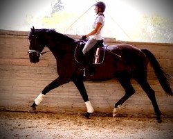 dressage horse Wonderful 61 (German Sport Horse, 2015, from Zirkon 8)