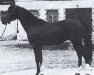 stallion Equifor ox (Arabian thoroughbred, 1951, from Amurath Sahib 1932 ox)