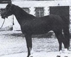 Deckhengst Equifor ox (Vollblutaraber, 1951, von Amurath Sahib 1932 ox)