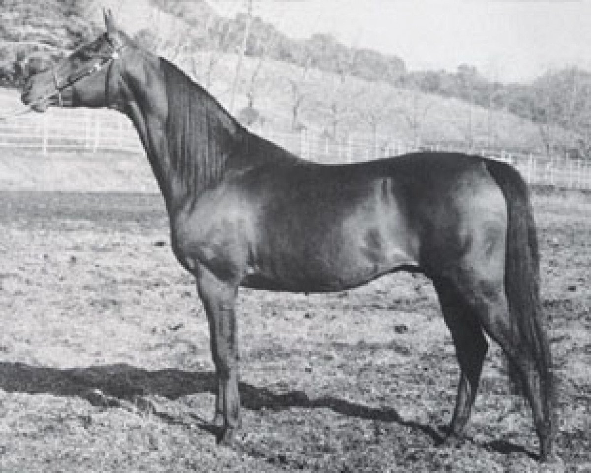 stallion Cedr ox (Arabian purebred, 1958, from Equifor ox)