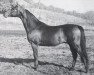 stallion Cedr ox (Arabian thoroughbred, 1958, from Equifor ox)