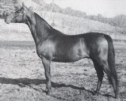 Deckhengst Cedr ox (Vollblutaraber, 1958, von Equifor ox)