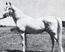 stallion Sulejman ox (Arabian thoroughbred, 1934, from Fetysz ox 1924)