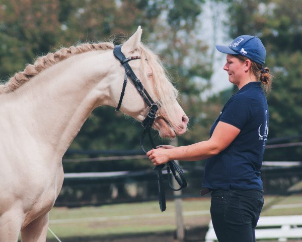 stallion Biénéspérado CP V (Pura Raza Espanola (PRE), 2018)