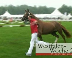 broodmare Beltonia (Westphalian, 2008, from Beltoni)