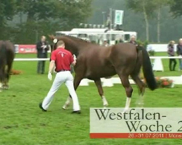 broodmare Diamantina (Westphalian, 2008, from Diamond Hit)